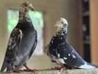 Pigeon