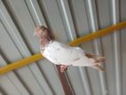 Pigeon