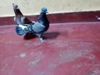 Pigeons
