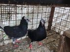 Pigeons