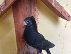 Pigeon