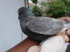 Pigeon
