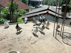 Pigeon