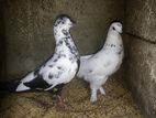 pigeon