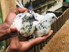 Pigeon