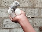 Pigeon