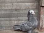 Pigeon