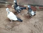 Pigeon