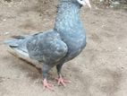 Pigeon