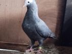 Pigeon