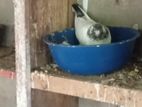 Pigeons