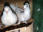 Pigeon