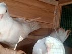 Pigeons