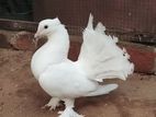 Pigeon
