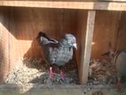 Pigeon