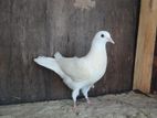 Pigeon