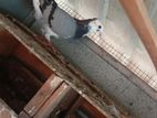 pigeon