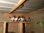 Pigeon