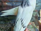Pigeon