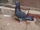 Pigeon