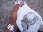 Pigeons