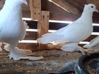 Pigeons