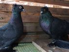 Pigeon