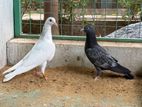 pigeon
