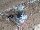 Pigeon