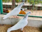 Pigeons
