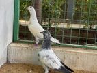 pigeon