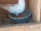 Pigeons