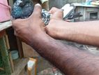 Pigeons