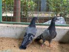 Pigeon