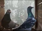 Pigeons