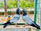 Pigeons