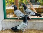 Pigeon