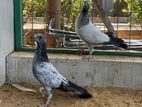 Pigeon