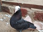 Pigeons
