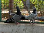 Pigeon