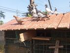 pigeon