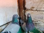 pigeon
