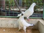 Pigeon