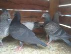 Pigeon