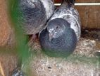 pigeon