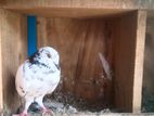 Pigeon