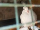 Pigeon