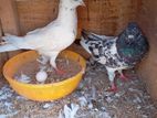 Pigeon