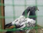 Pigeon