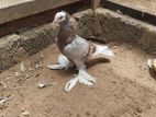 Pigeons